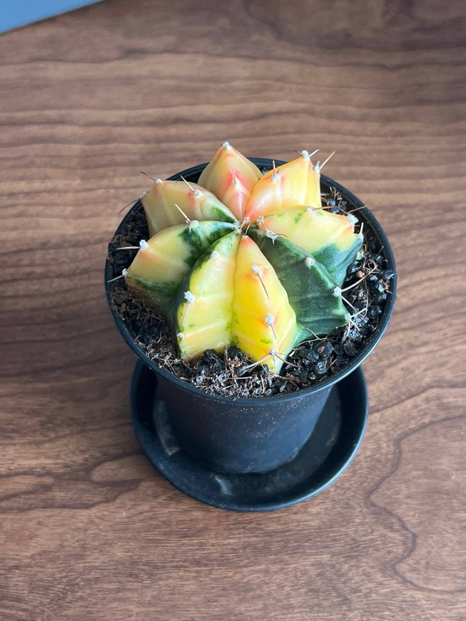 Customer photo review of Gymnocalycium Mihanovichii Variegata (Kaktus)