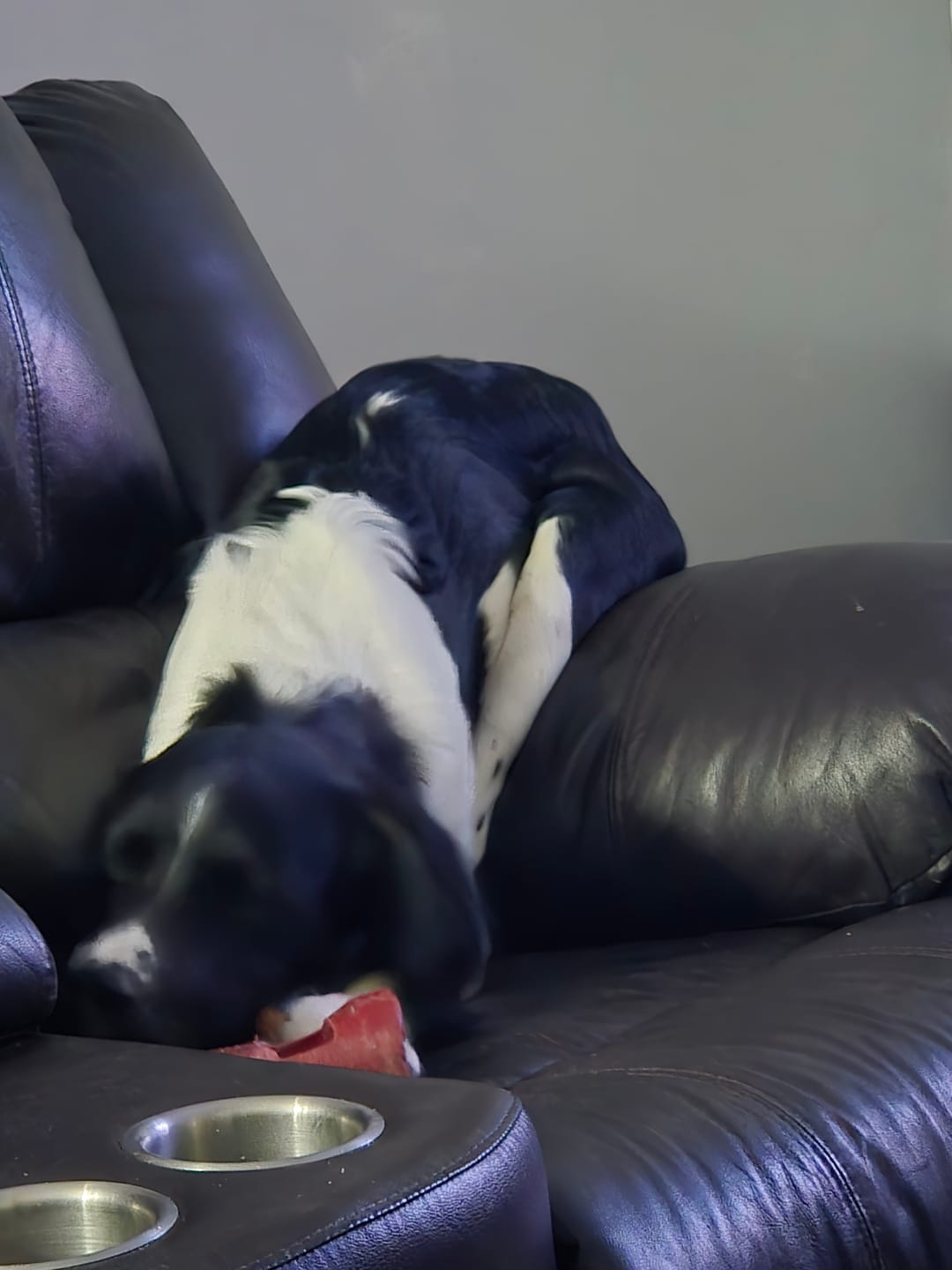 Customer photo review of Bully Stick Safety Holder