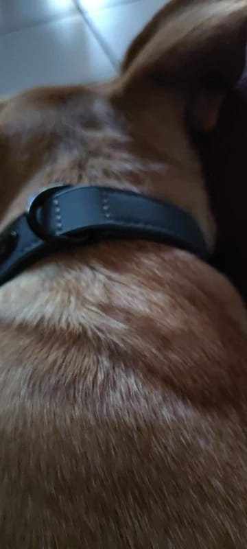 Customer photo review of Custom Leather Dog Collar Leash for Small Medium Large Dogs