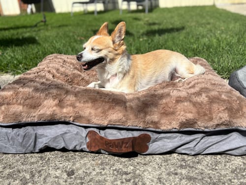Customer's small dog relaxing on the plush khaki and grey Dog Memory Foam Mattress outdoors in the sun.