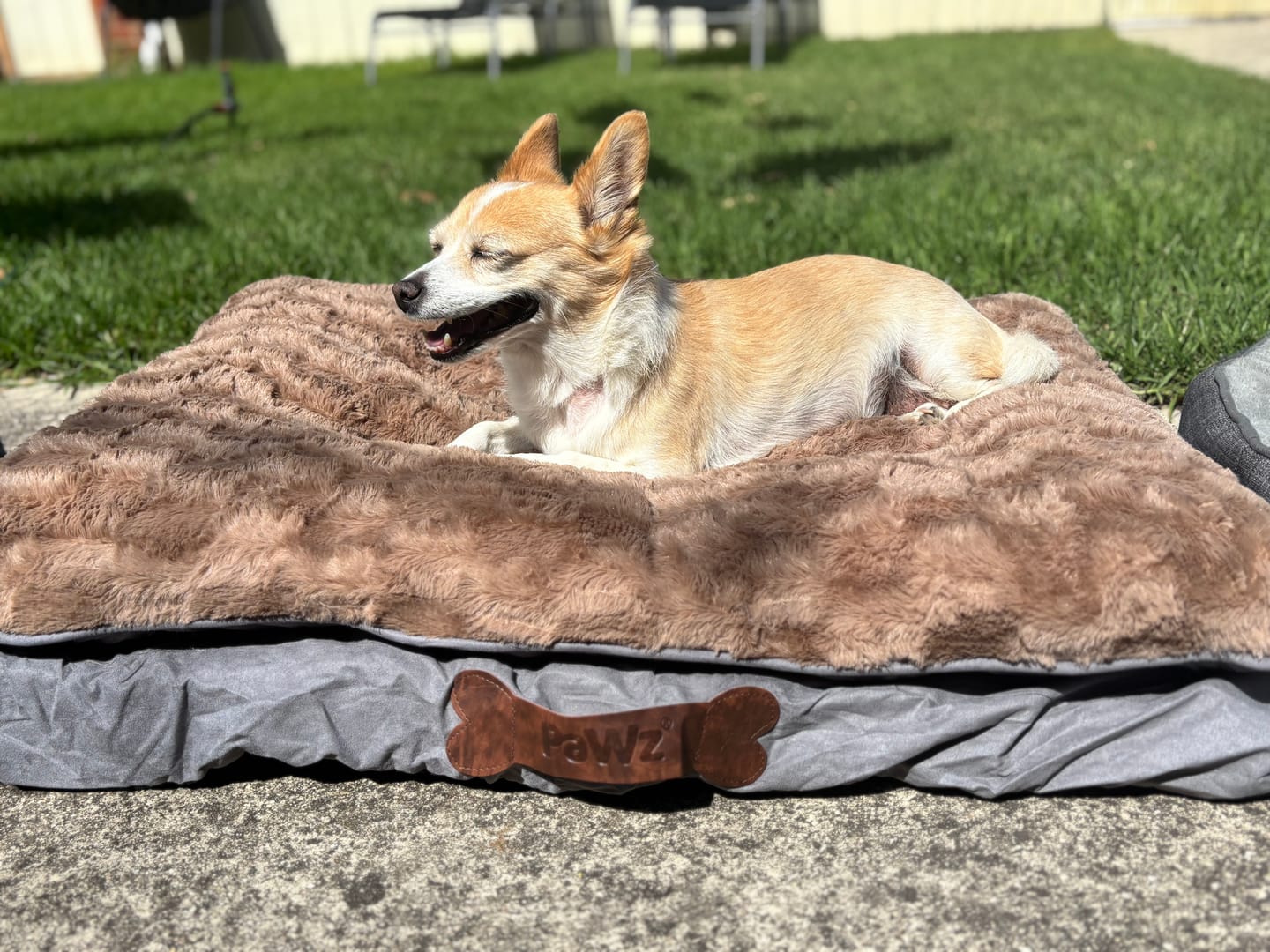 Customer photo review of Dog Memory Foam Mattress