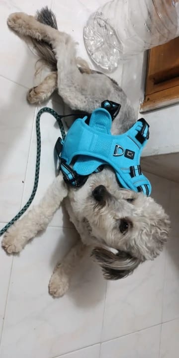Customer photo review of TruePet Anti-Zug Hundegeschirr | No-Pull mit Front-D-Ring (Zinklegierung) | Air-Mesh Gepolstert | Reflektierend | 9 Farben | S-XL
