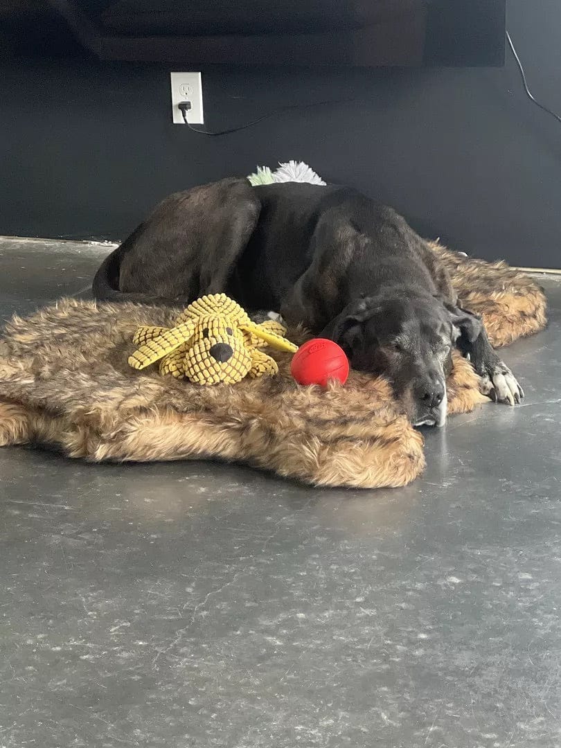 Customer photo review of Faux Fur Orthopedic PupRug - Curve Sable Tan