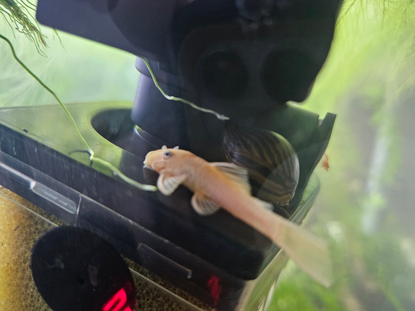 Customer photo review of L144a Blue Eye Lemon Bristlenose Pleco (2 Inches) "NEW"