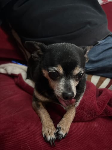 Customer photo review of Iron Paws Daily Human-Grade Superfood For Dogs