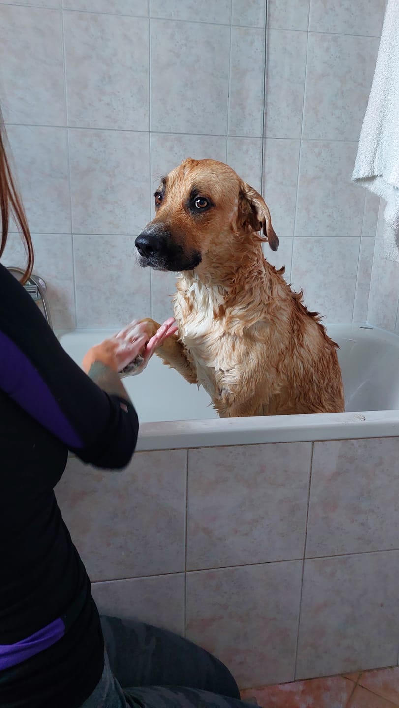 Customer photo review of CALMINO, Shampoo lenitivo e delicato universale cani, gatti e furetti