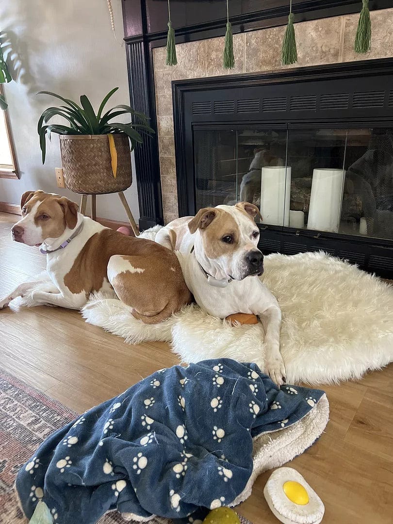 Customer photo review of Faux Fur Orthopedic Pup Rug - Curve White with Brown Accents