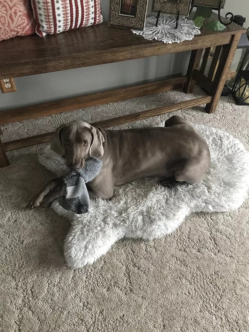 Customer photo review of Faux Fur Orthopedic PupRug - Curve Sable Tan