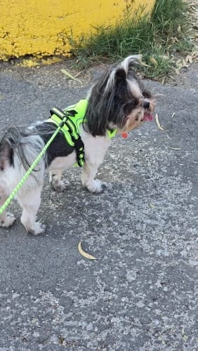 Customer photo review of TruePet Anti-Zug Hundegeschirr | No-Pull mit Front-D-Ring (Zinklegierung) | Air-Mesh Gepolstert | Reflektierend | 9 Farben | S-XL
