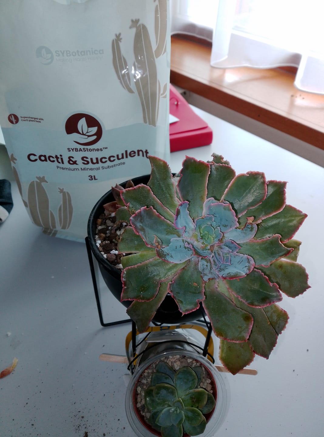 Customer photo review of Cacti & Succulent Mineral Mix
