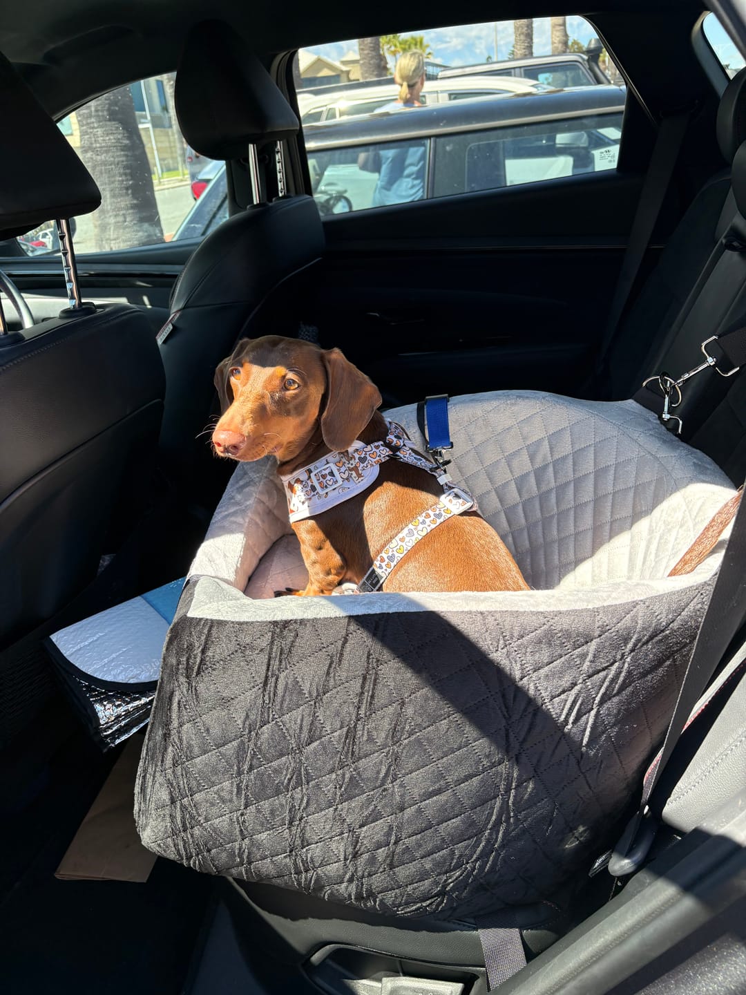 Customer photo review of Dog Car Booster Seat