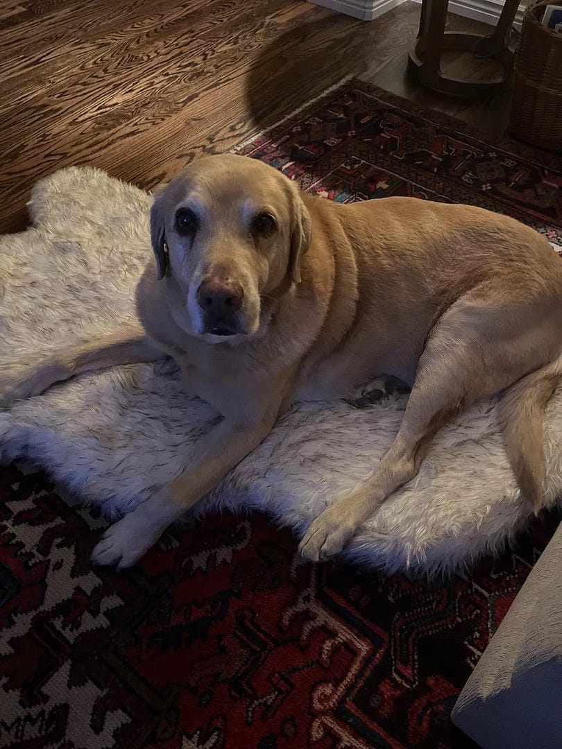 Customer photo review of Faux Fur Orthopedic Pup Rug - Curve White with Brown Accents
