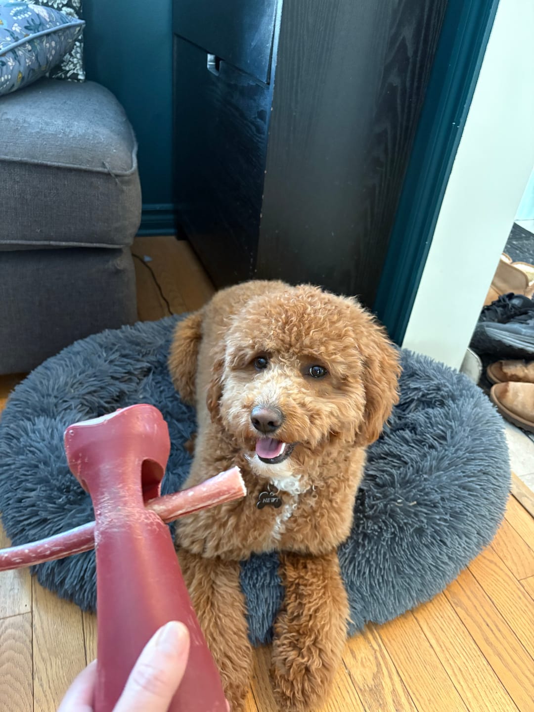 Customer photo review of 6 Inch Thick Bully Stick
