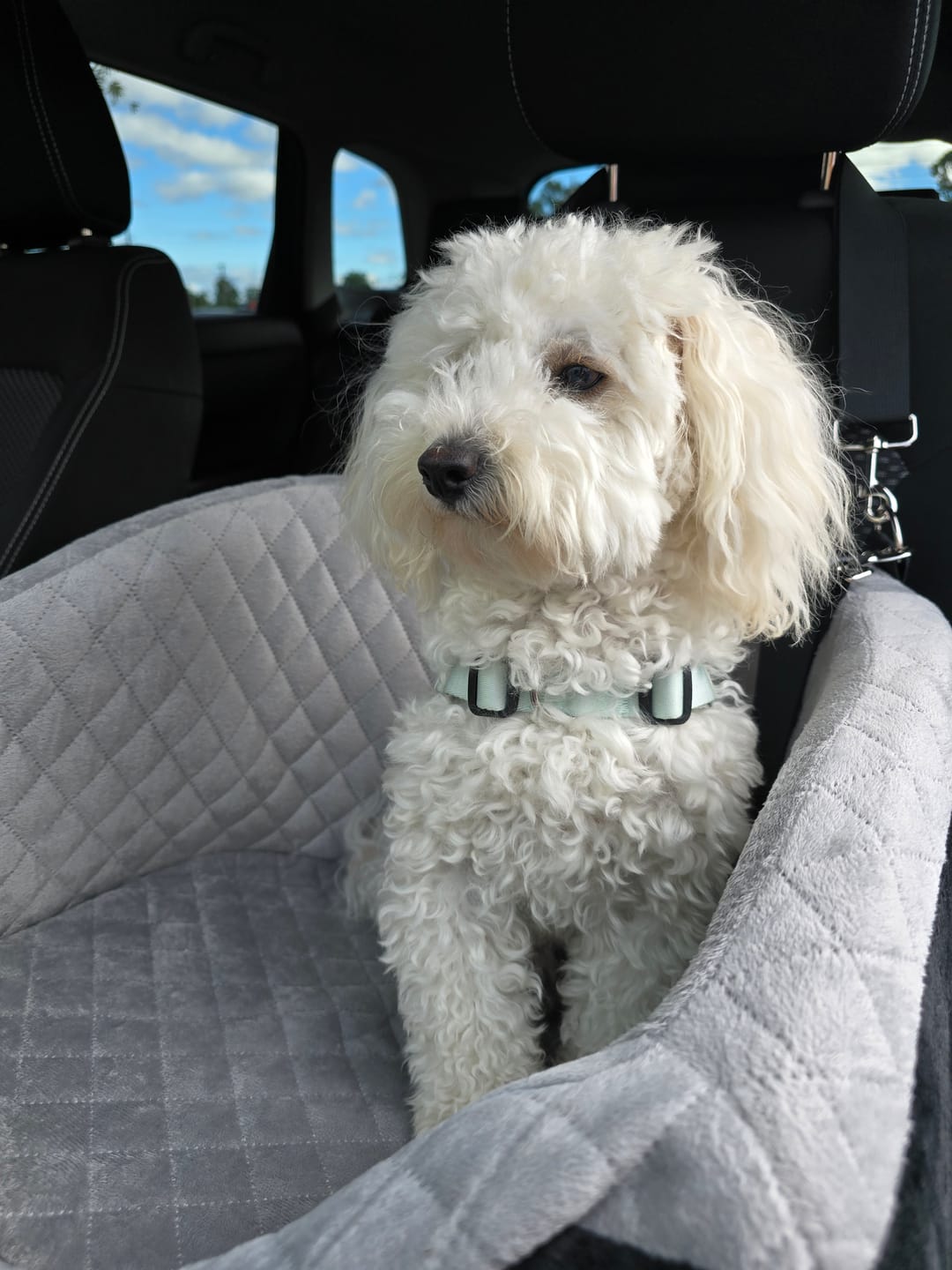 Customer photo review of Dog Car Booster Seat