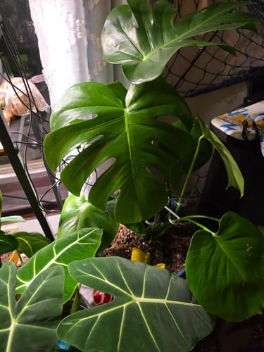 Reviewer's healthy houseplants with shiny green leaves after using the Houseplant Pest Spray.