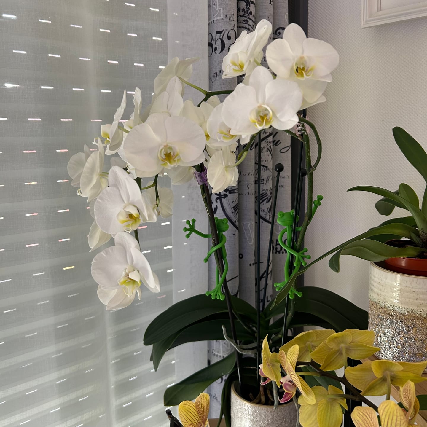 Customer photo review of Mamie Frog®