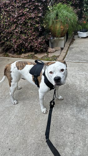 Customer photo review of No Pull Bully Proof Harness
