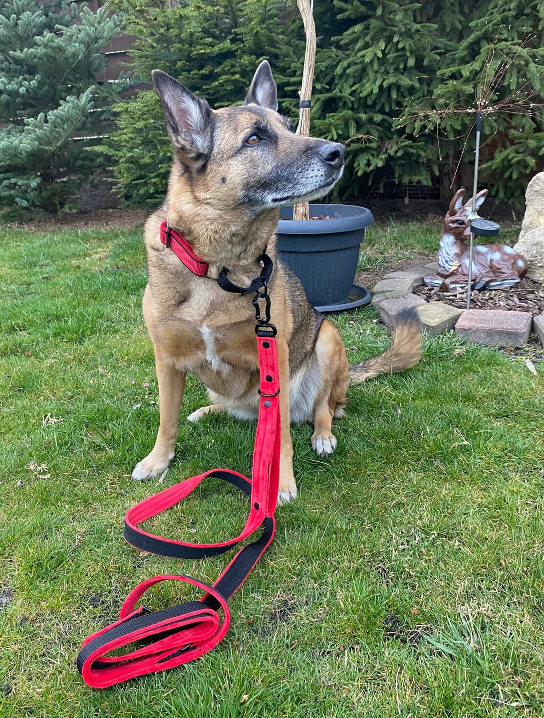 Customer photo review of Szeroka obroża półzaciskowa - Martingale Black Edition Czerwona