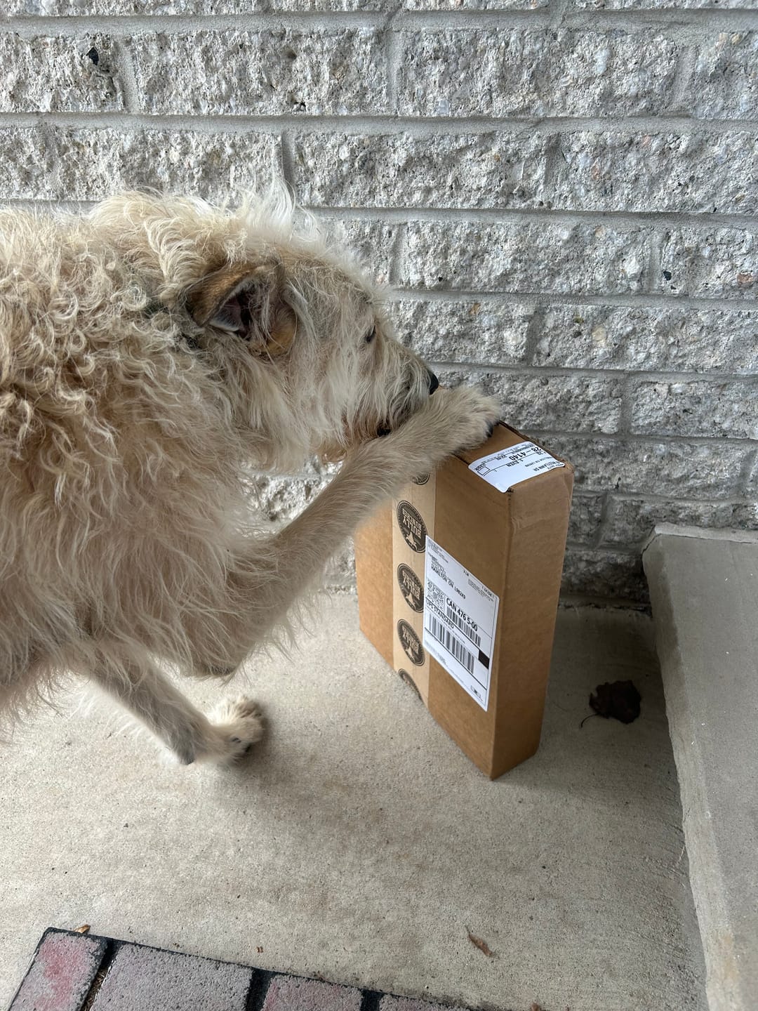 Customer photo review of 5-6 Inch Champion Chew