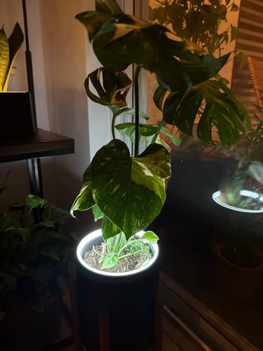 Customer photo review of Retro Table LED Planter - Luna White