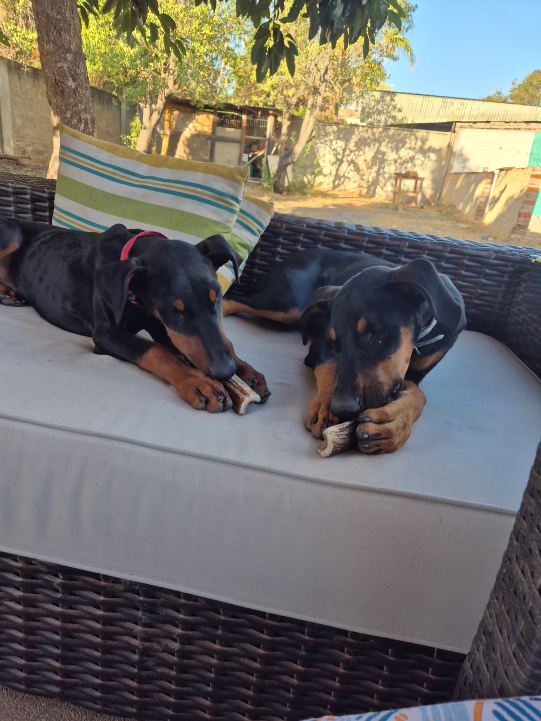 Customer photo review of Asta de ciervo para perros - Principiante