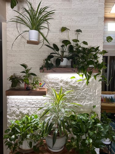 Reviewer's collection of healthy houseplants on lit shelves, showing the positive effects of the Plant Food.