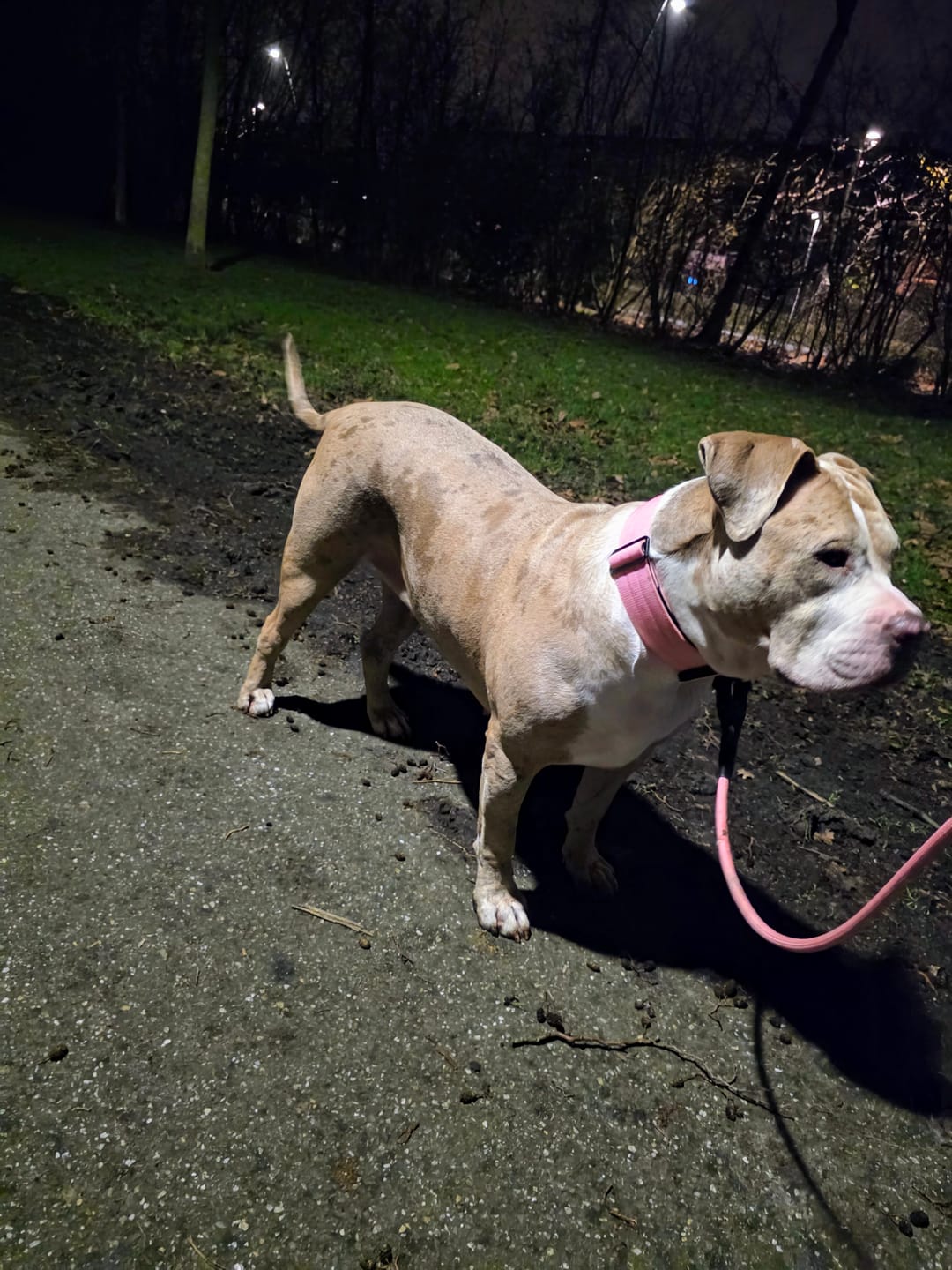 Customer photo review of 5cm Combat® Collar | NO Handle & Secure Clip - Pink