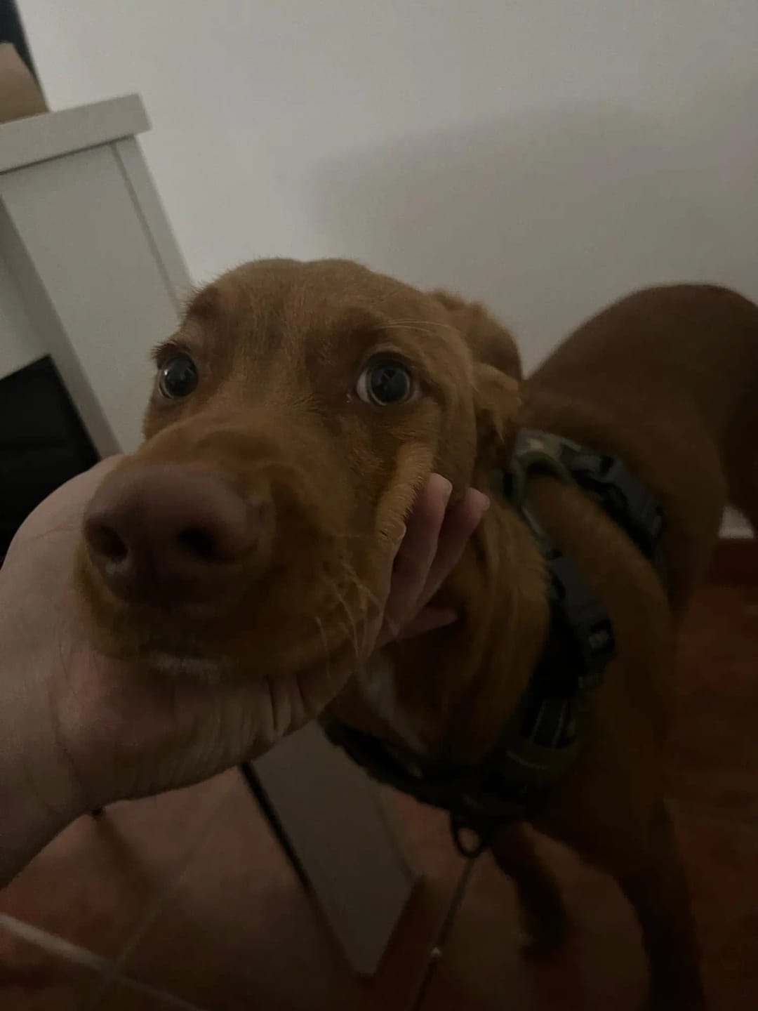 Customer photo review of TruePet Anti-Zug Hundegeschirr | No-Pull mit Front-D-Ring (Zinklegierung) | Air-Mesh Gepolstert | Reflektierend | 9 Farben | S-XL