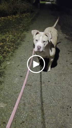 Customer video review of 5cm Combat® Collar | NO Handle & Secure Clip - Pink