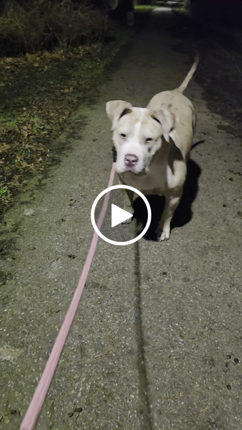 Customer video review of 5cm Combat® Collar | NO Handle & Secure Clip - Pink