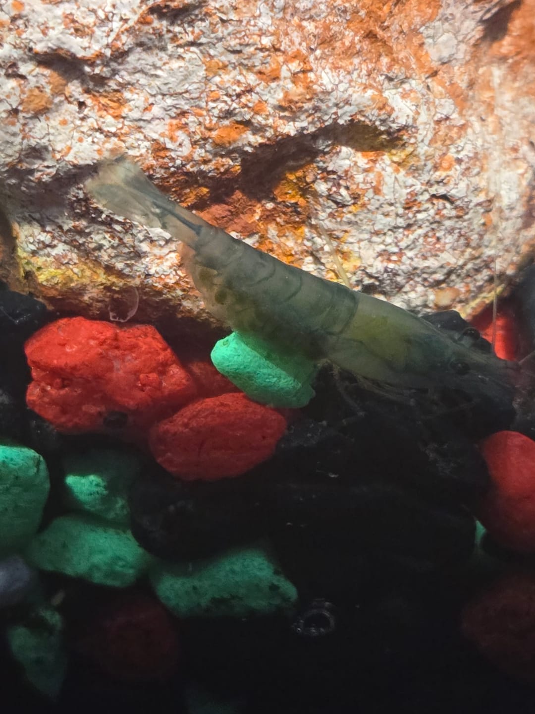Customer photo review of Blue Velvet Shrimp