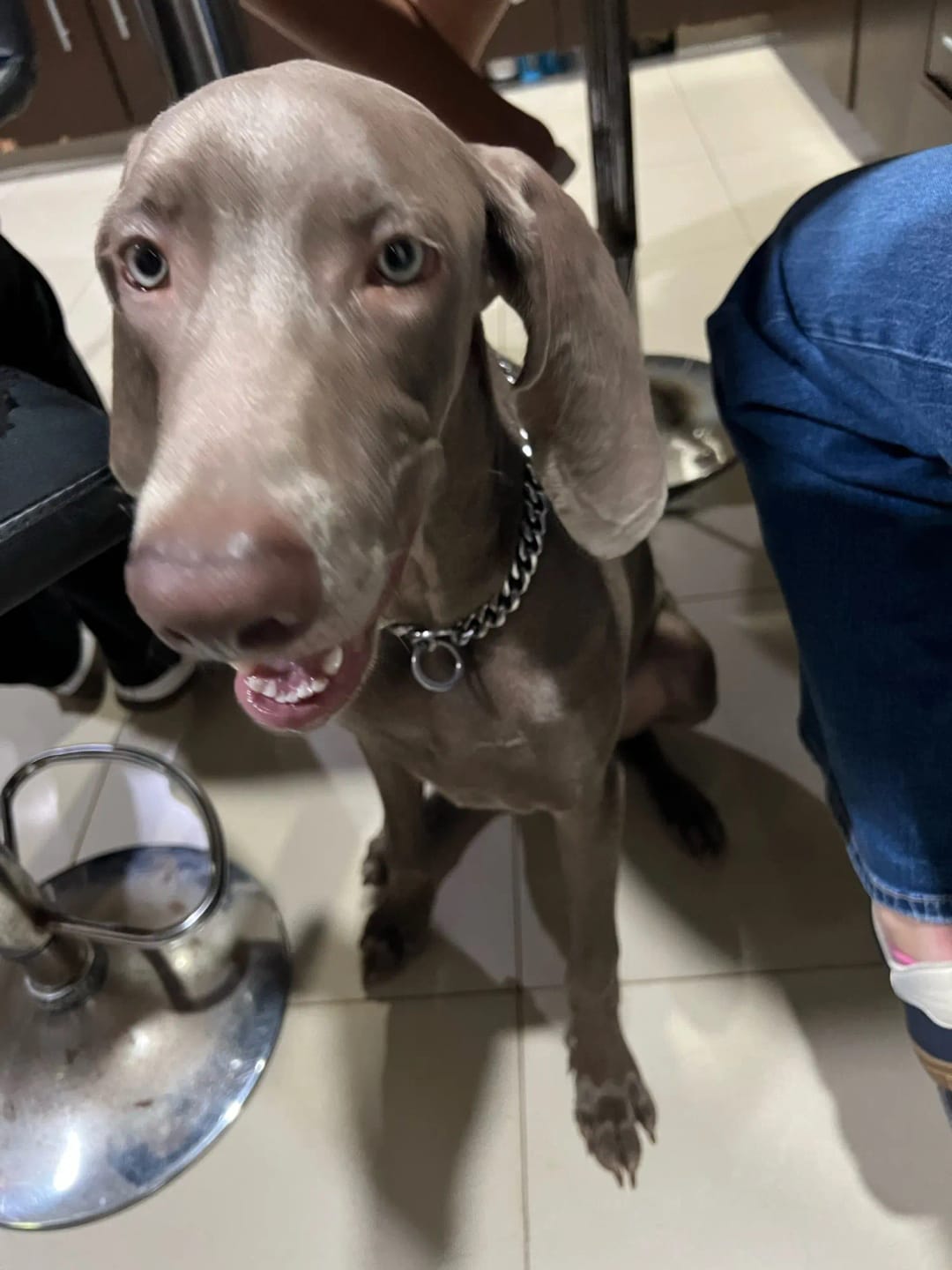 Customer photo review of Stainless Steel Dog Chain Collar Cuban Link Training Slip Chain