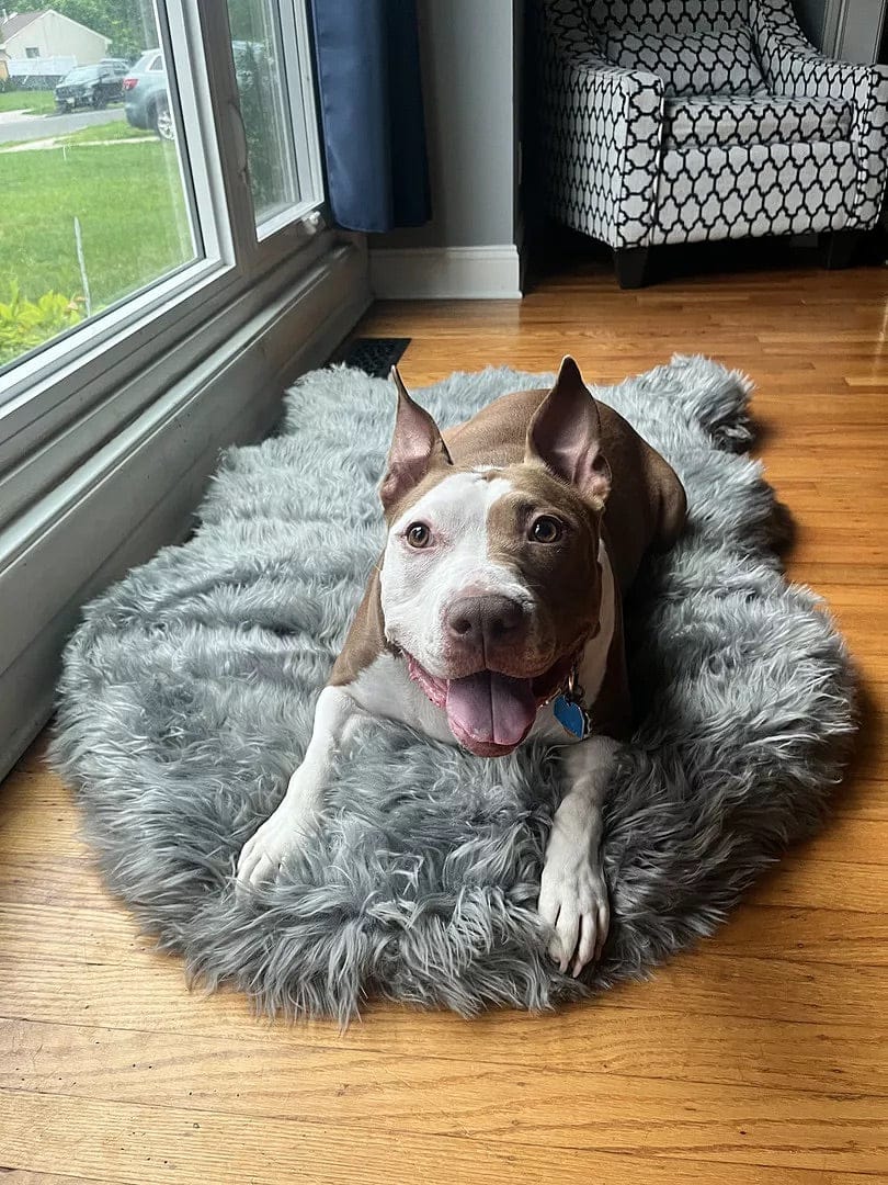 Customer photo review of Faux Fur Orthopedic PupRug - Curve Sable Tan