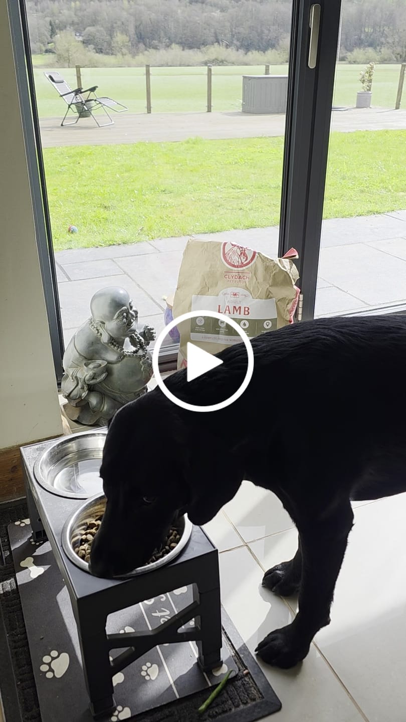 Customer video review of Welsh Lamb Dry Food