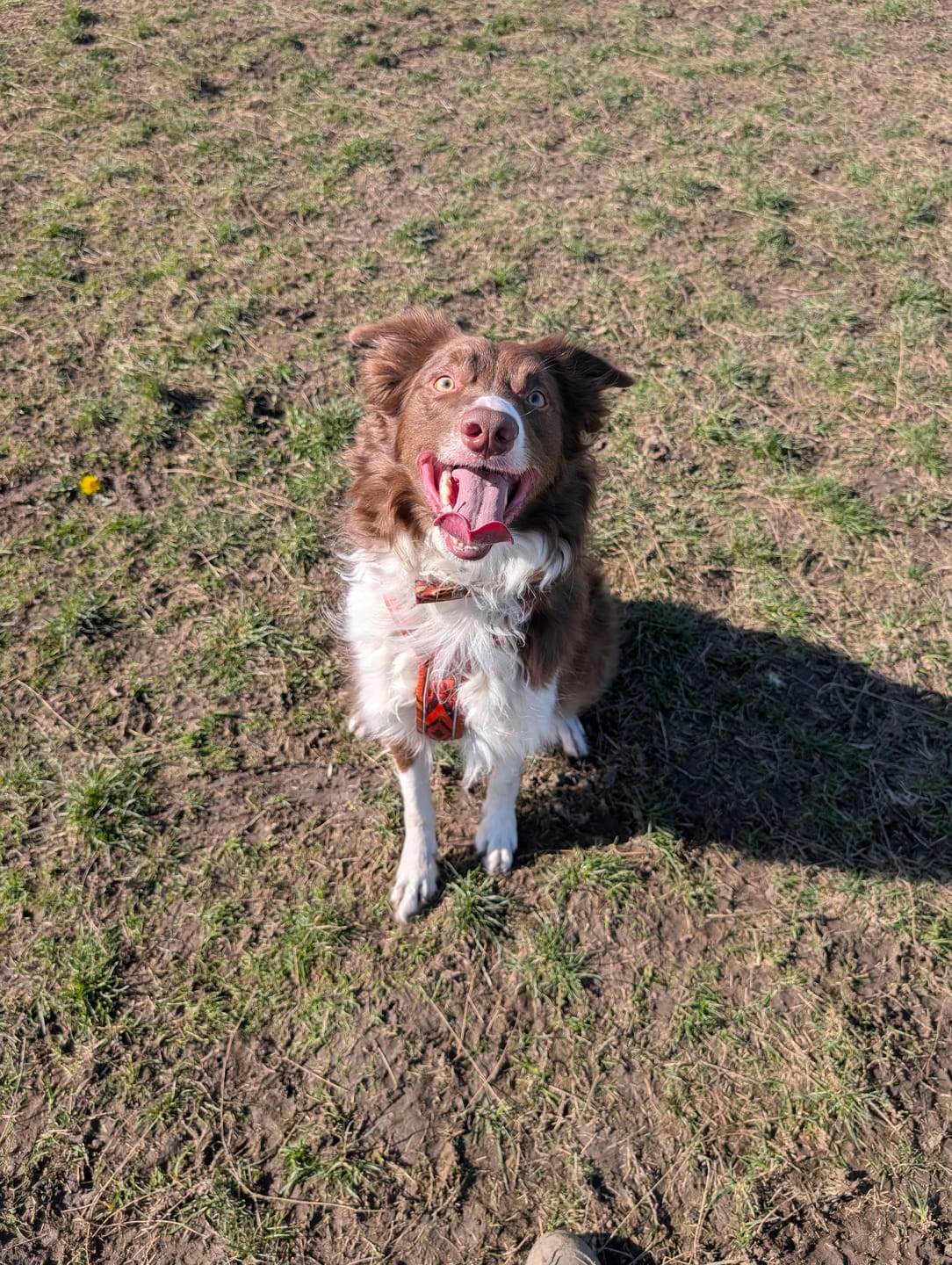 Customer photo review of Comfort Collar