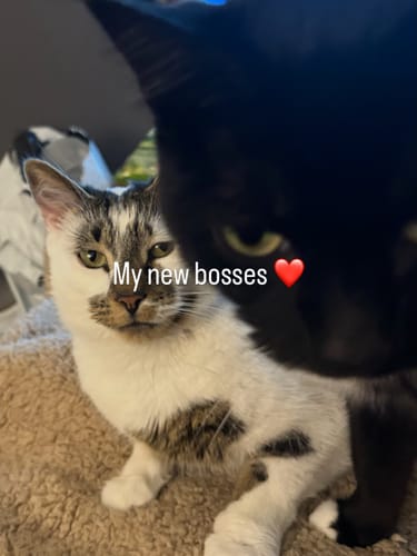 Customer photo review of 1 Month Supply – 2 Cat