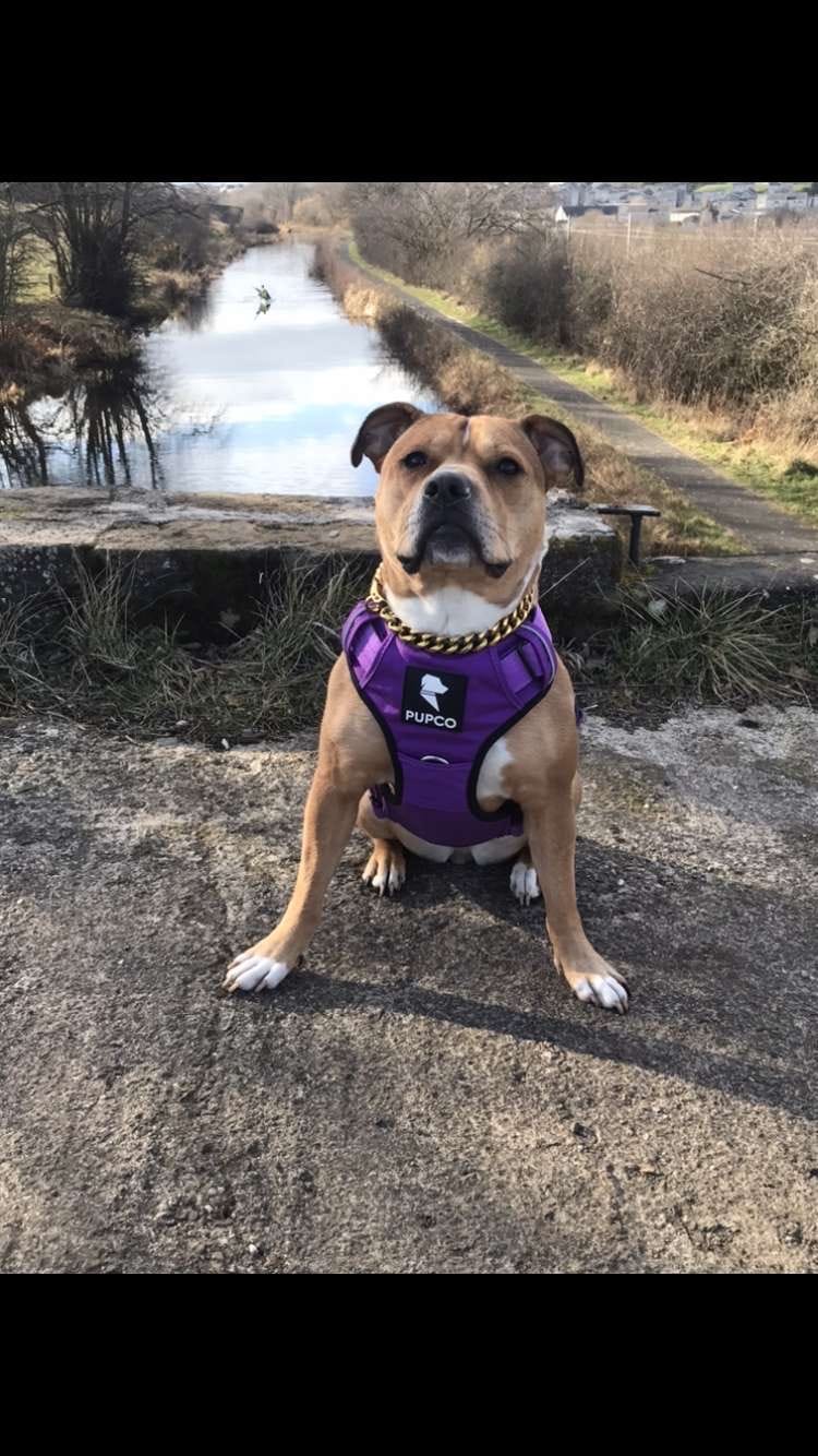 Customer photo review of Prime harness - purple