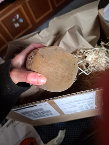 Ein Kunde hält eine ganze Mamey Zapote über dem geöffneten Versandkarton in der Hand.