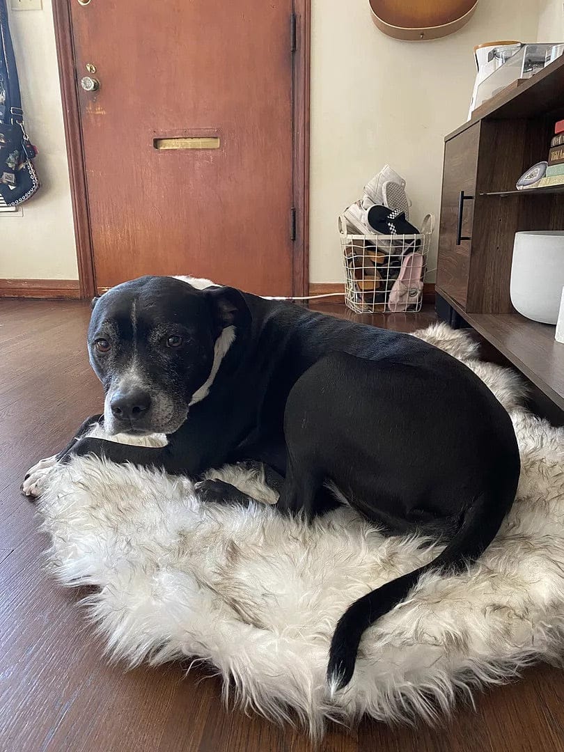 Customer photo review of Faux Fur Orthopedic Pup Rug - Curve White with Brown Accents