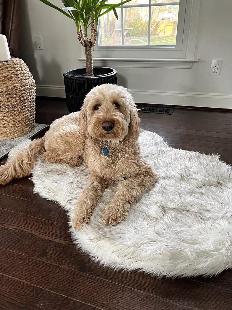 Customer photo review of Faux Fur Orthopedic Pup Rug - Curve White with Brown Accents