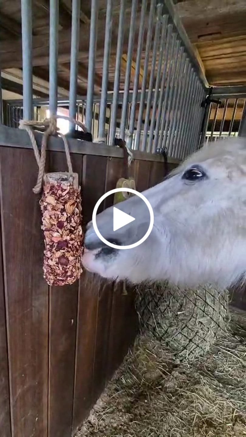 Customer video review of Knusperholz - limitiert! Der natürliche Knabberspaß für dein Pferd