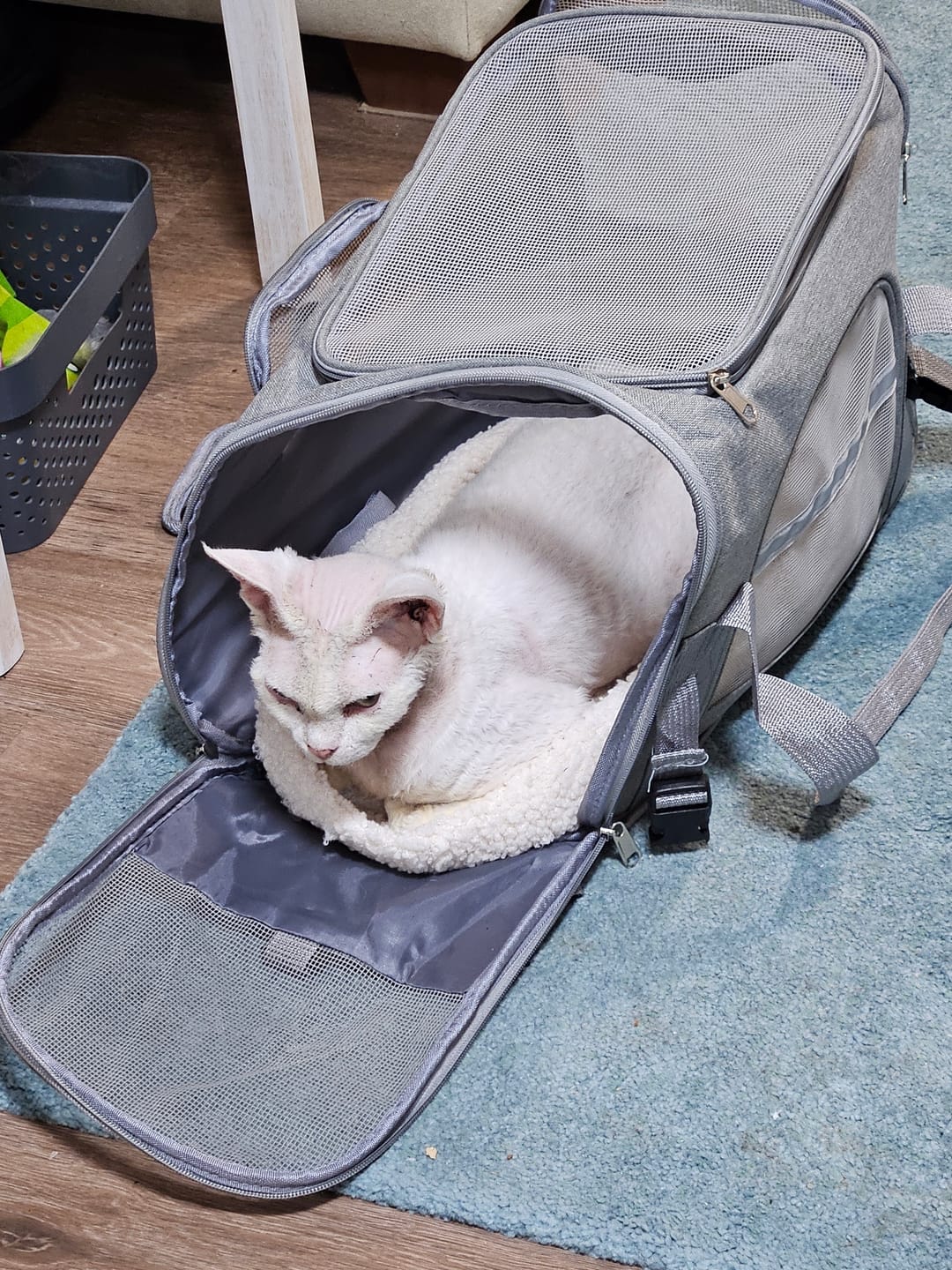 Customer photo review of Soft Cat Carrier Bag with Plush Mat