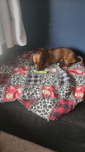 Customer's brown dachshund chewing a light green Long-Lasting Yak Chew from the flavor pack on a couch.