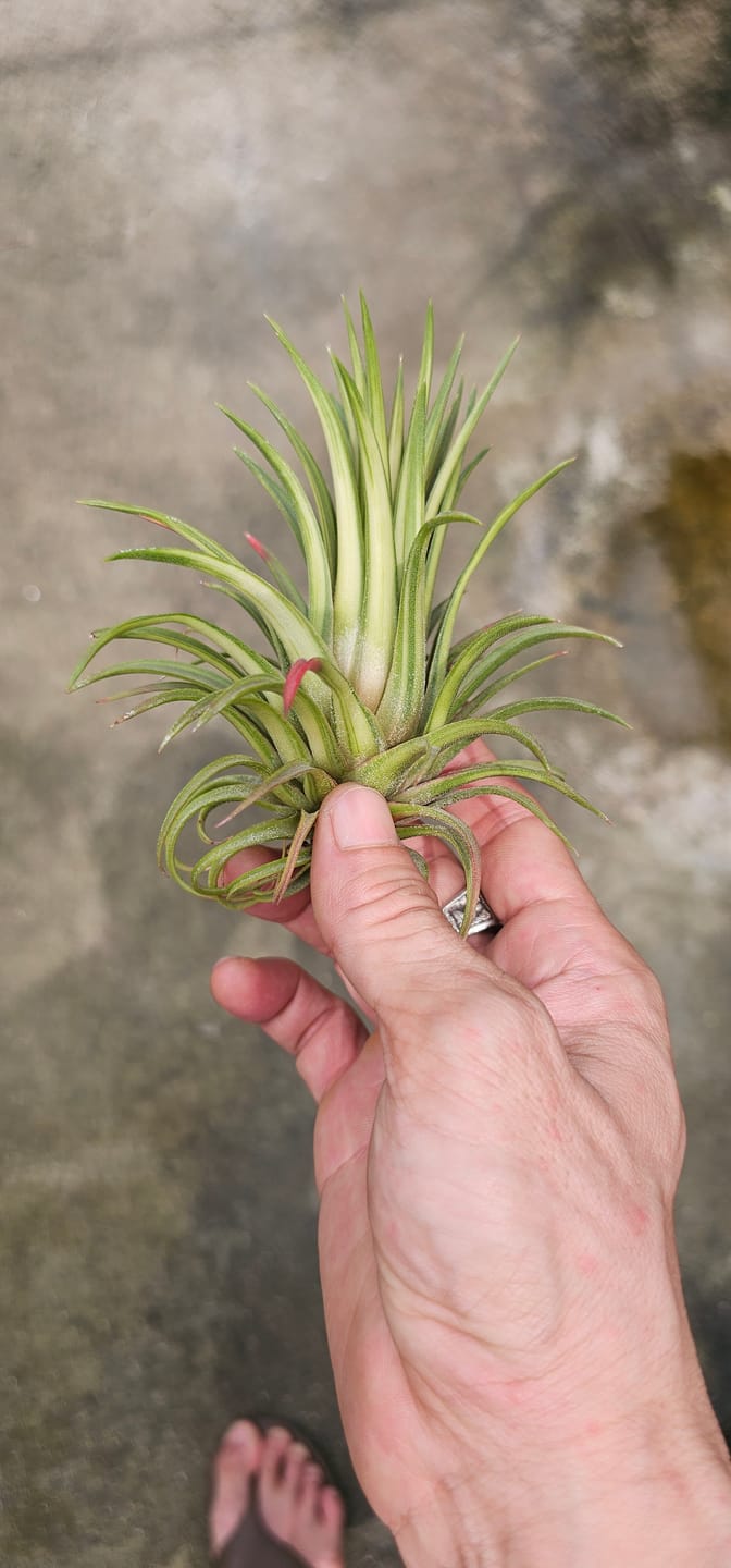 Customer photo review of Ionantha Variegata  Rare Ionantha Form *50% OFF*