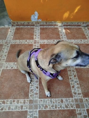 Customer photo review of TruePet Anti-Zug Hundegeschirr | No-Pull mit Front-D-Ring (Zinklegierung) | Air-Mesh Gepolstert | Reflektierend | 9 Farben | S-XL
