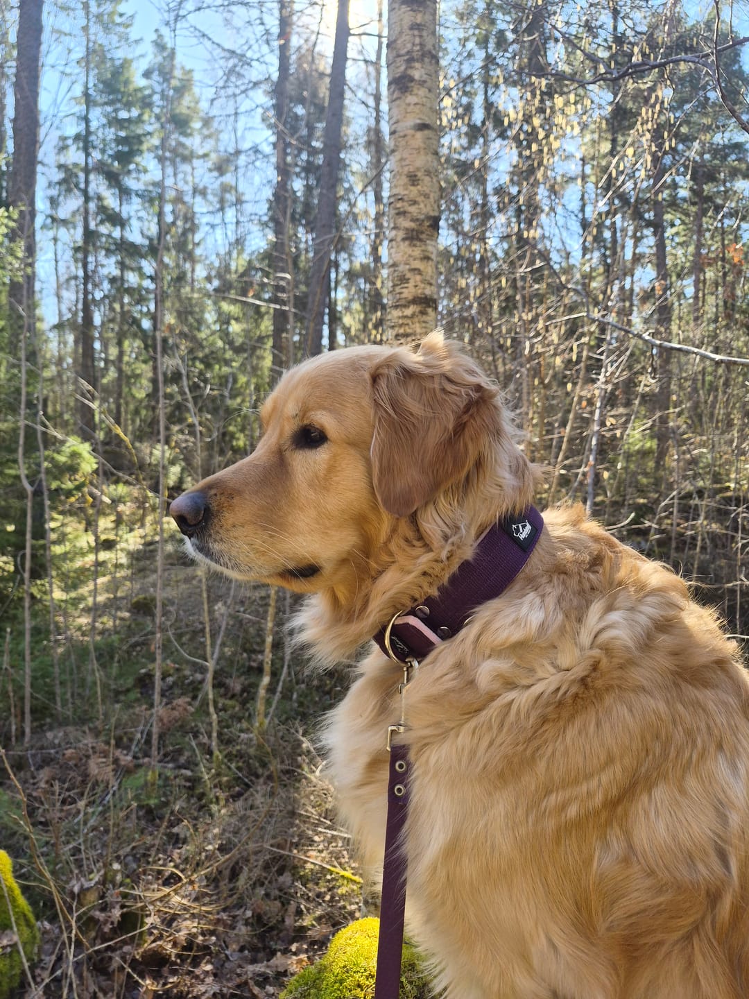 Customer photo review of Active Plum - Brett slitstarkt halsband med spänne