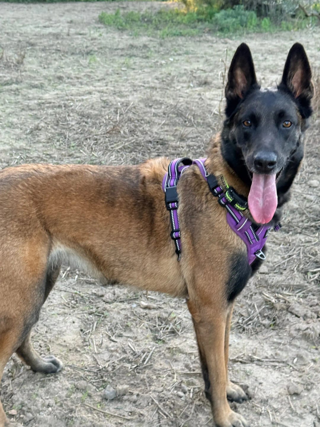 Customer photo review of TruePet Anti-Zug Hundegeschirr | No-Pull mit Front-D-Ring (Zinklegierung) | Air-Mesh Gepolstert | Reflektierend | 9 Farben | S-XL