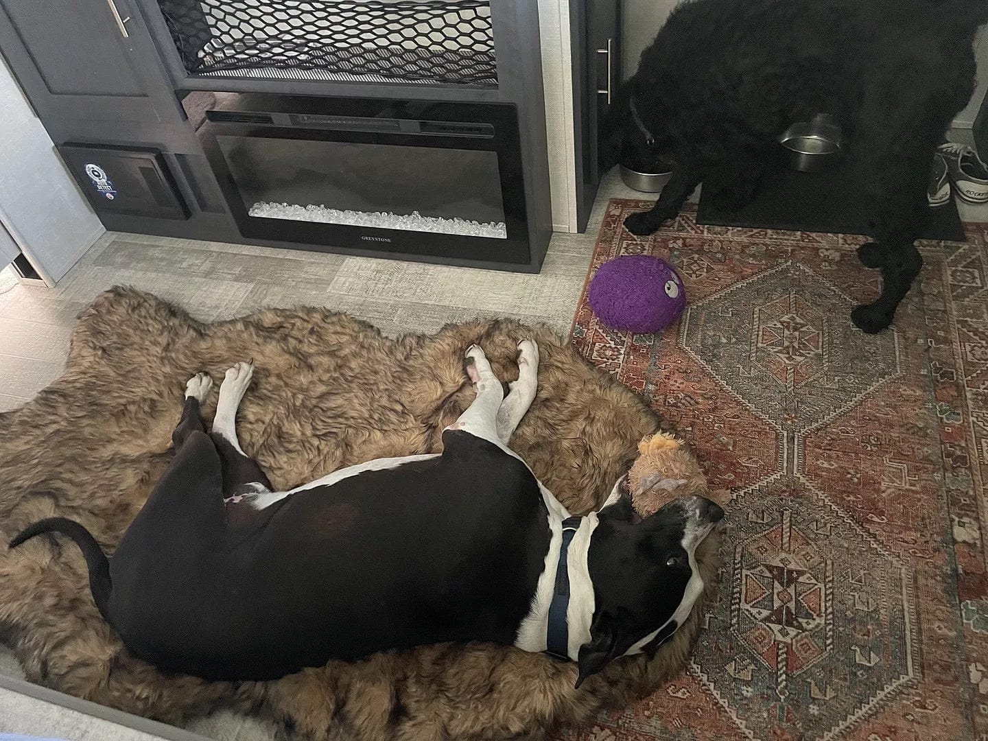 Customer photo review of Faux Fur Orthopedic PupRug - Curve Sable Tan