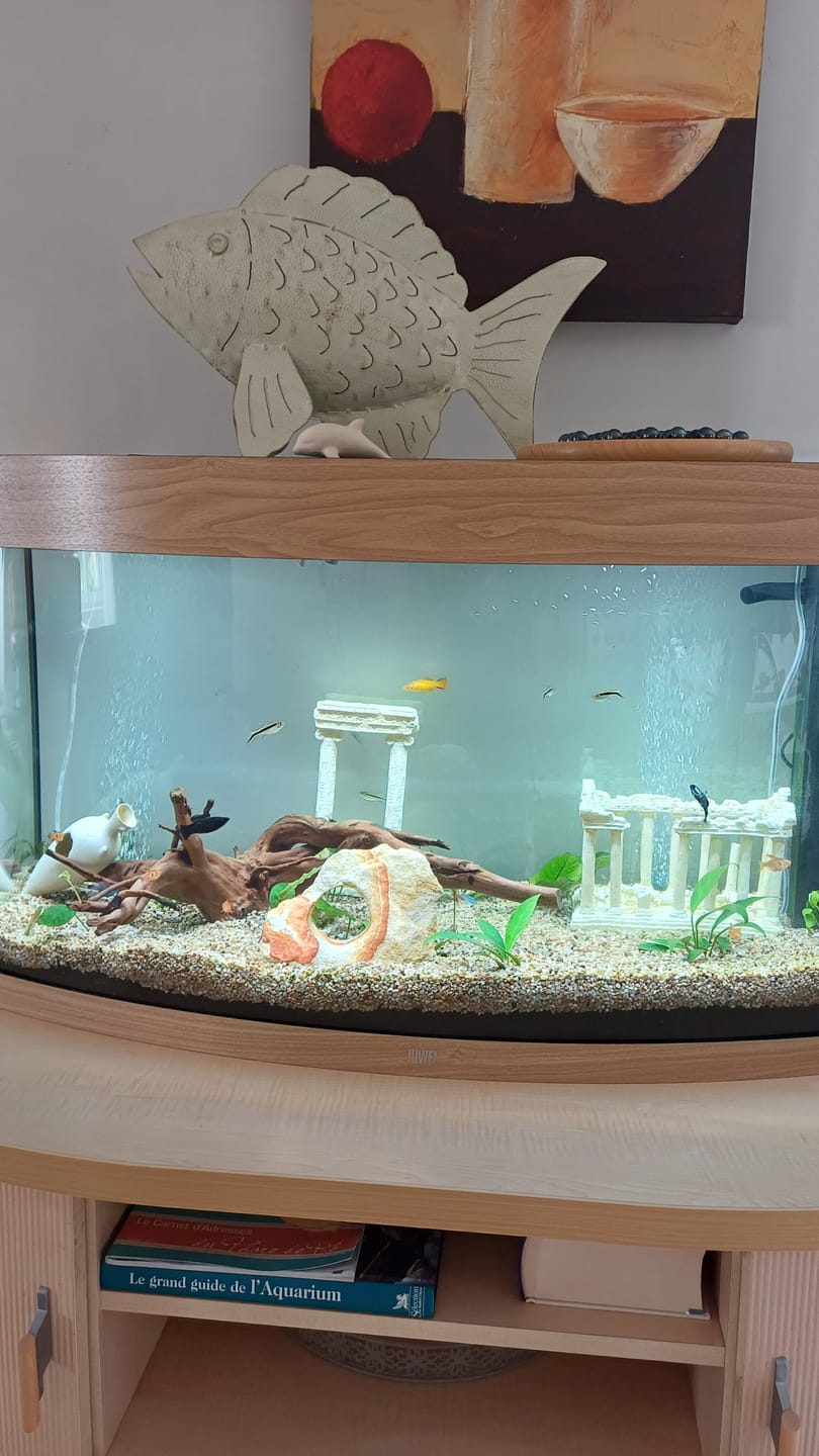 Customer photo review of Aquarium Vision 180 LED Chêne Tout Équipé JUWEL - 180L
