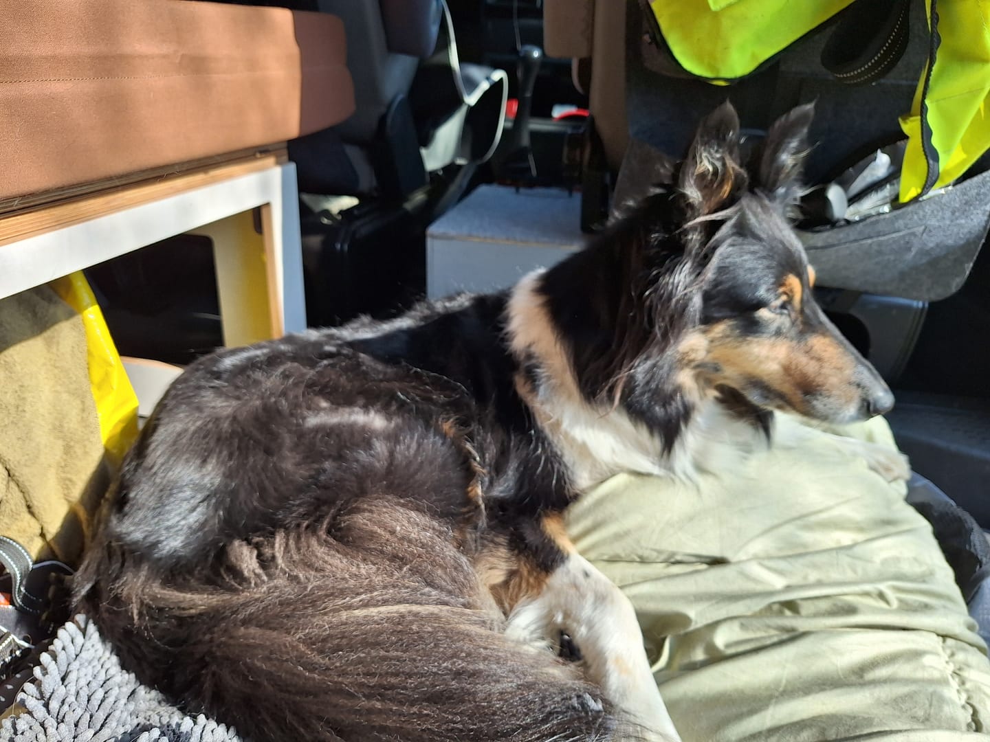 Customer photo review of Wurmtest Plus Hund
